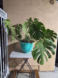 Monstera