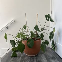 Large Monstera plant with terracotta pot