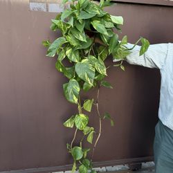 Xl Golden Pothos In 6” Pot 
