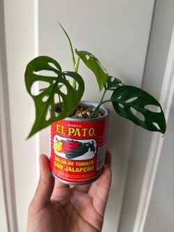 Monstera Adansonii