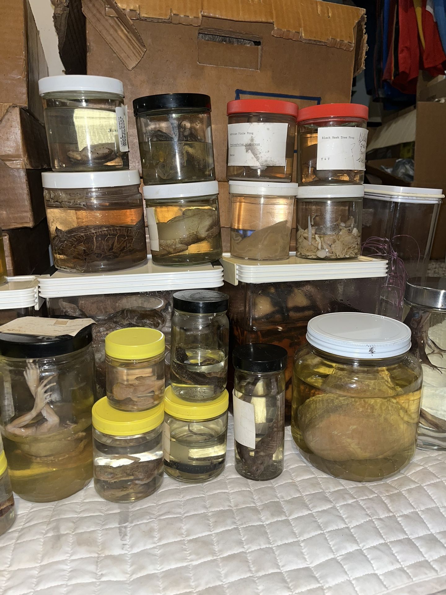 Wet Specimens for Sale in Houston, TX OfferUp