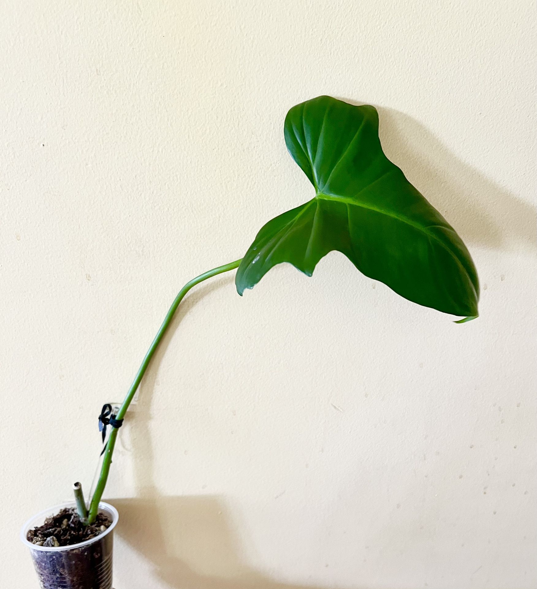 Philodendron Mottled Golden Dragon (C)
