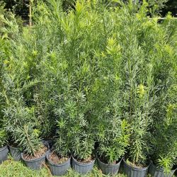 podocarpus staring  $9 all sizes available 
