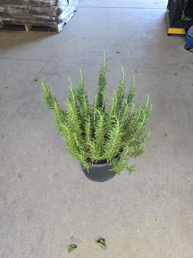Rosemary Plant XL 3g Pot