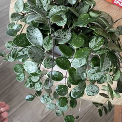 Hoya Mathilde Super Splash/silver Cutting 
