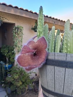 Stapelia Gigantea Starfish Plant $28