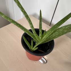 Aloe plant in a nursery pot 🪴