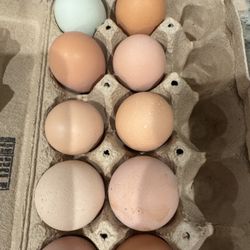 Hatching Eggs Available 