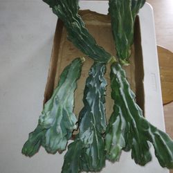 10 LB Monstrose Peruvian Apple Cactus Cuttings $120 -Ship $15 