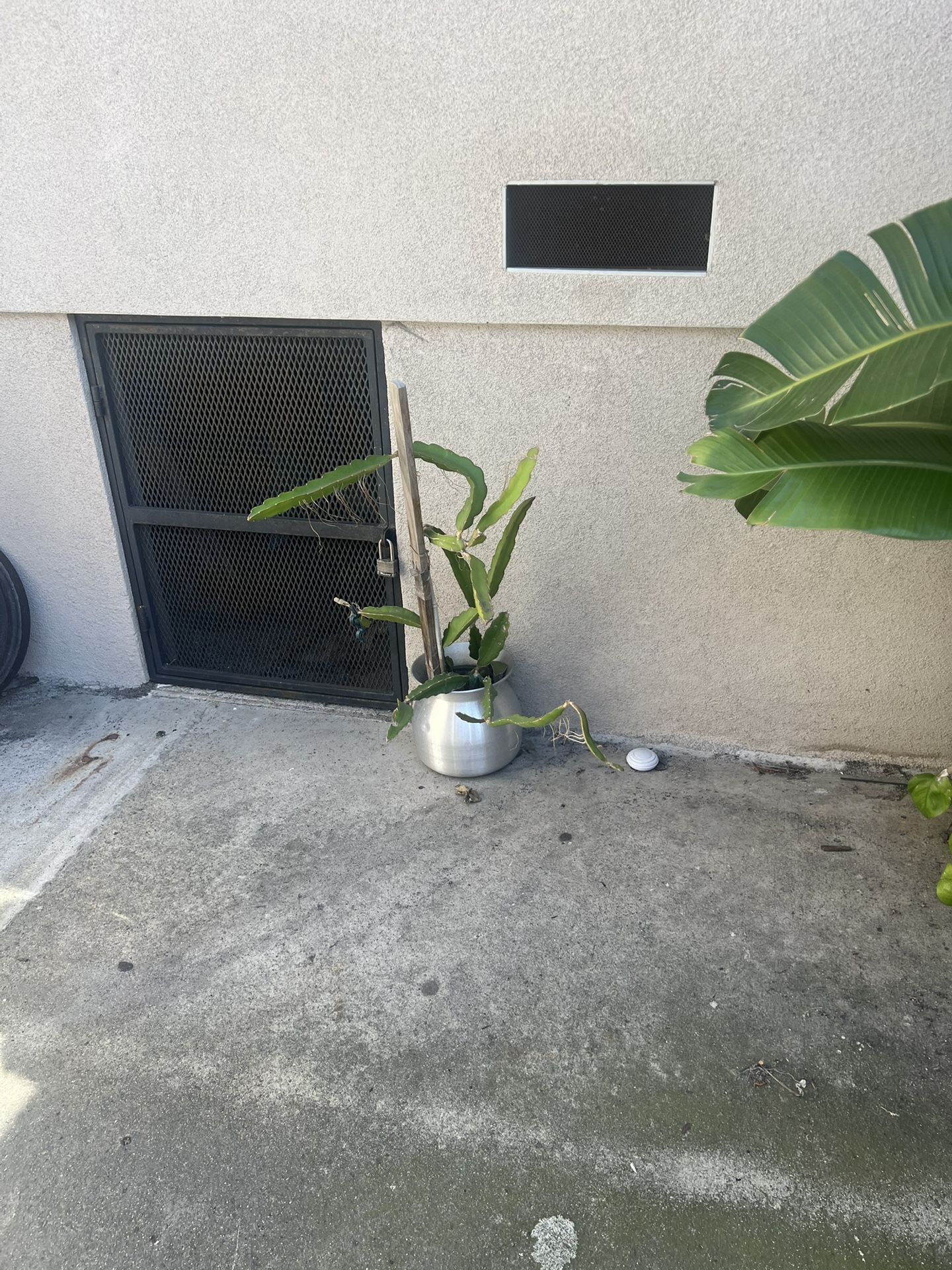 Plant