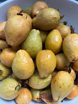 Fresh Pink Guava Fruit