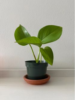 Pothos