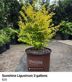 Sunshine Ligustrum 3 gallons