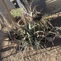4 Agave Plants