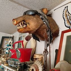 Wild boar head mounted 