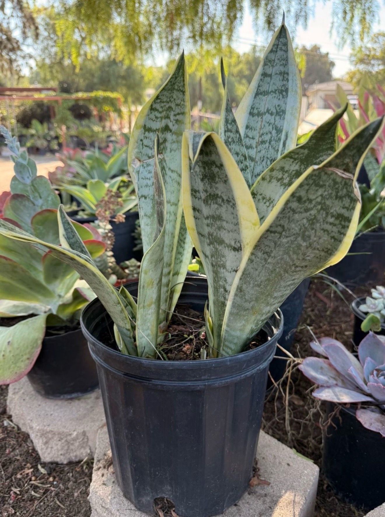 Snake Plant