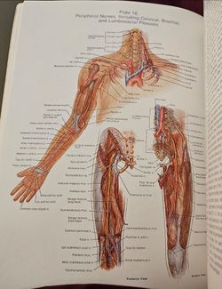 VINTAGE 1980 THE JOHNS HOPKINS ATLAS OF HUMAN FUNCTIONAL ANATOMY