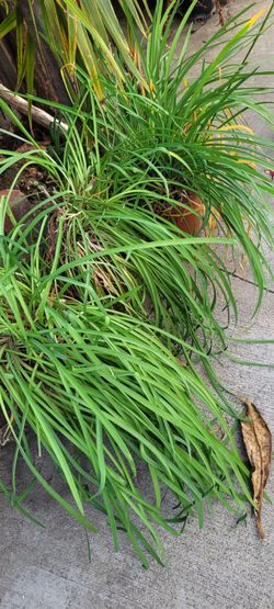 Society Garlic Has Shoots Of Purple Flowers, gives out AN AROMA OF GARLIC & ONIONS May Keep Out Unwanted Animal's In Garden