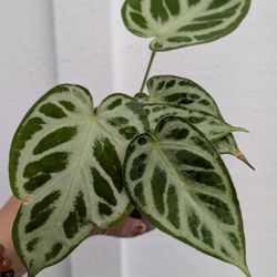 Collector's Plant: Anthurium Dorayaki Silver Bush Plant 4" Pot - Indoor House Plants 