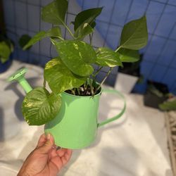 Planta natural 🪴$8