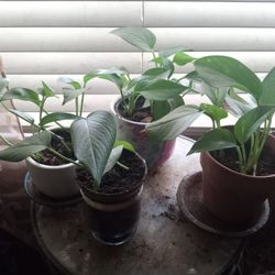 4 Pothos Vine Plants 4 Pots 