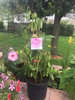 Peony Doble Flower Pink