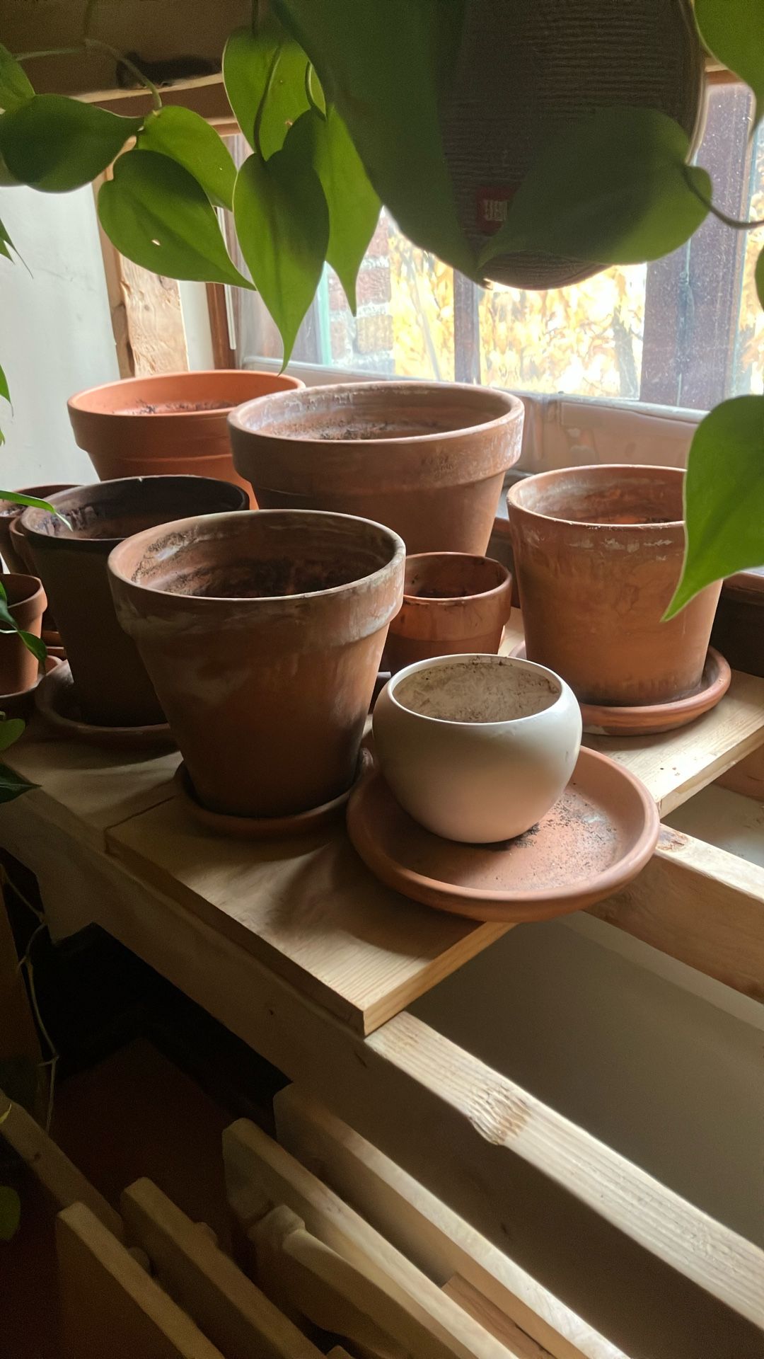 Plant Pots