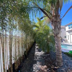 Arrow Bamboo Plants 15ft Tall 