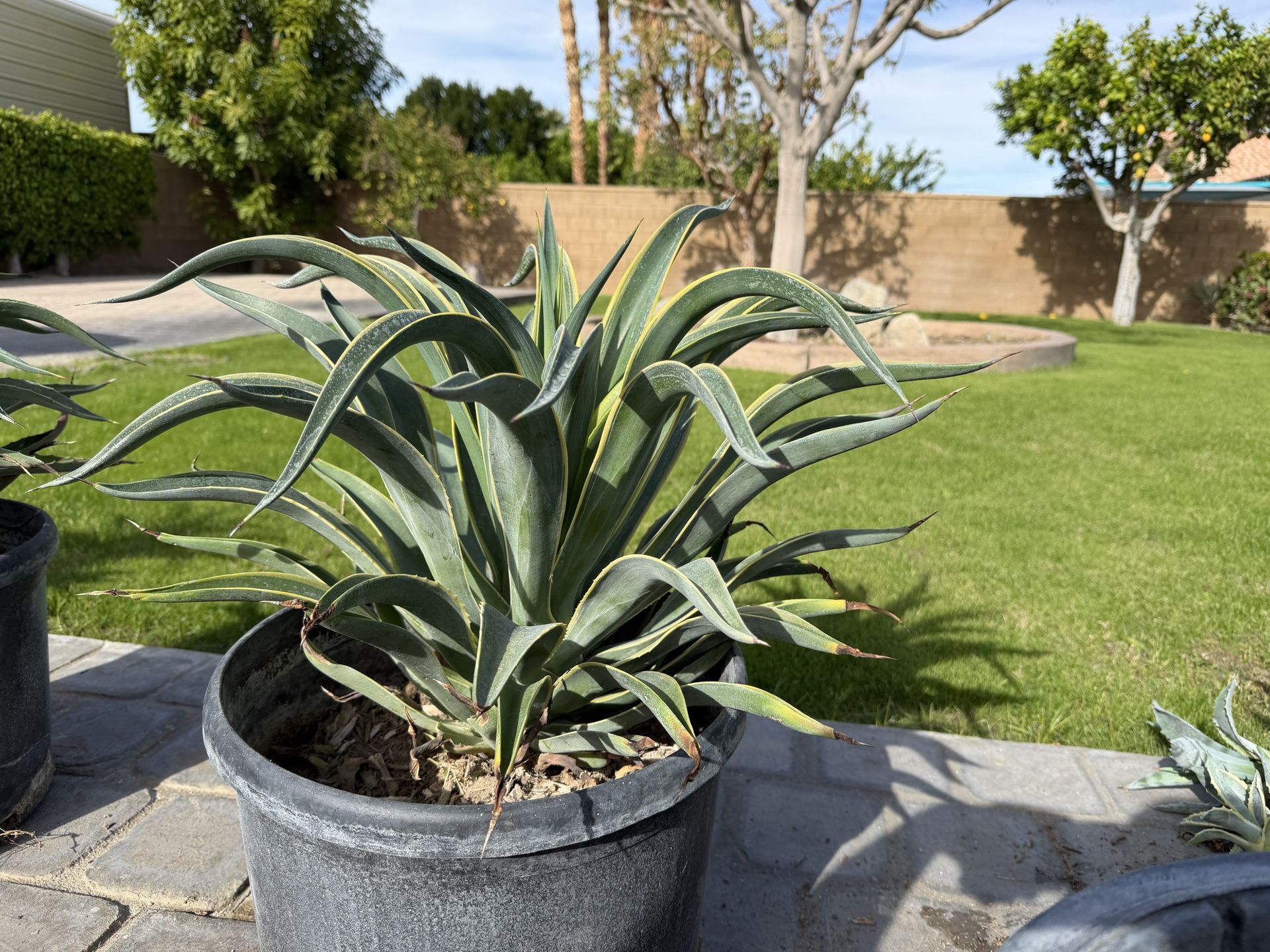 3 Large Agave Desmetiana (1 Variegated) — 10 Gallon — Free Delivery!