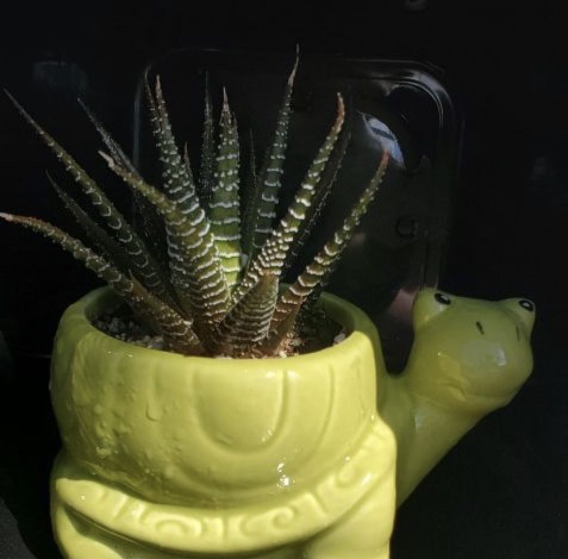 succulents