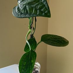 Monstera Peru