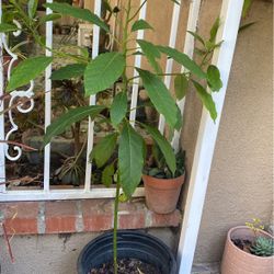 Planta De Aguacate Jas