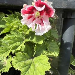 Geranium 