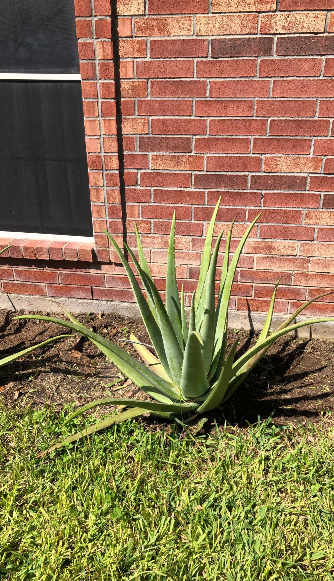 Aloe plants Various Sizes