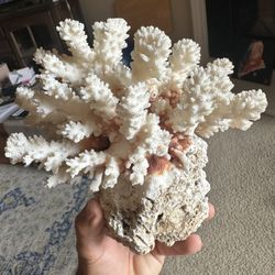 Branch Coral 3.2 Lbs 
