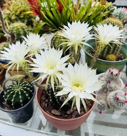 CACTUS 🌵 PLANT IN BLOOM 