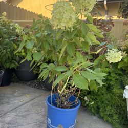 Little Lime® Panicle Hydrangeas In 5 Gallon Pot 