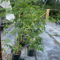 Moringa Trees.  Large Trees in 1-2 Gallon Pots