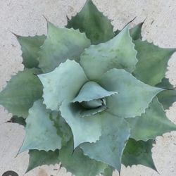 Planta Lengua De Ballena