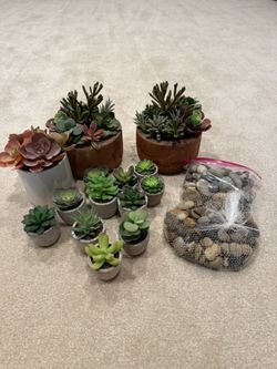 Decorative Rock And Succulents 