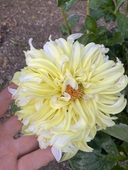 Dhalia Blooming Plant , In 5 Gallóns Pot Pick Up Only