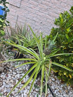 Planta de piña