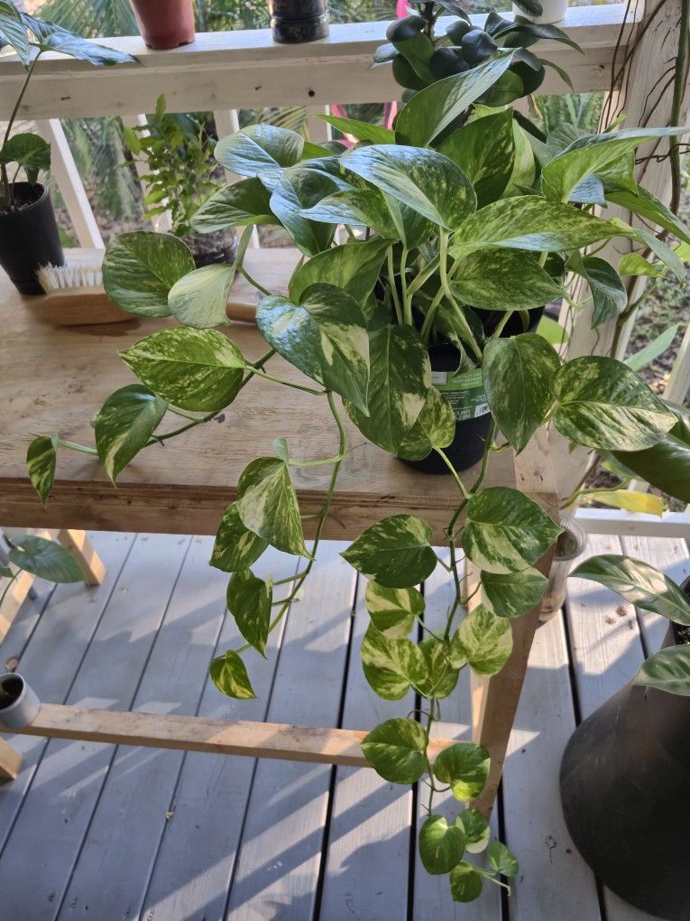 Hawaiian Golden Pothos Small Arrangement