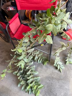 Organic Guayaba-Guava Leaves