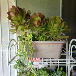 Mix Suculent Plants