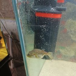 Dragon Puffer