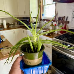 Aloe Vera With Offspring 