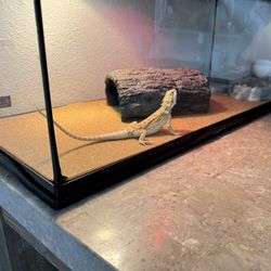 29 gallon ZooMed Aquarium