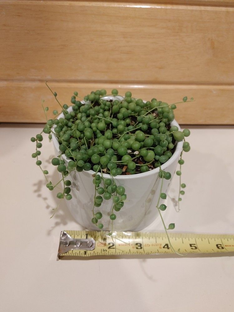 String Of Pearls Succulent