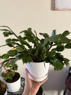 Christmas Cactus Live Plant in White Pot